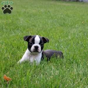 Boston Terrier Puppies For Sale - Greenfield Puppies